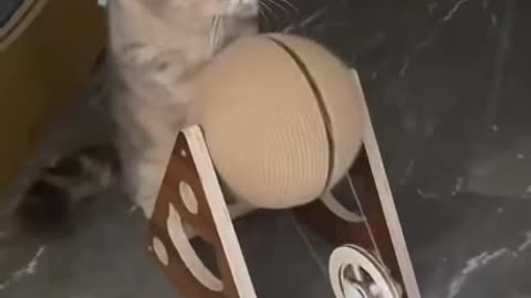 "Cat-Powered Lightbulb? Yep, It’s Real! 😹💡⚡"#smartcat #funnycat #catpower #viralshorts #catvideo