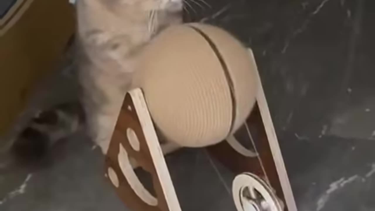 "Cat-Powered Lightbulb? Yep, It’s Real! 😹💡⚡"#smartcat #funnycat #catpower #viralshorts #catvideo