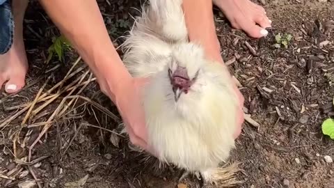 Busted! #chicken #hypnotize #reels #fyp #funny.hd