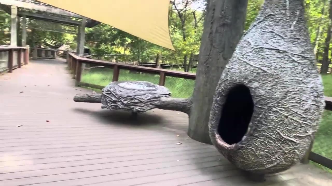 Animals in the Zoo
