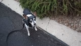 ChaCha Rayo_20251115_172459317