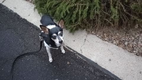 ChaCha Rayo daylight doggie walk Sometimes I get risky, only put 1 leash & collar on Rayo20251115317