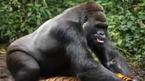Gorilla 🦍 fight Leopard 🐆