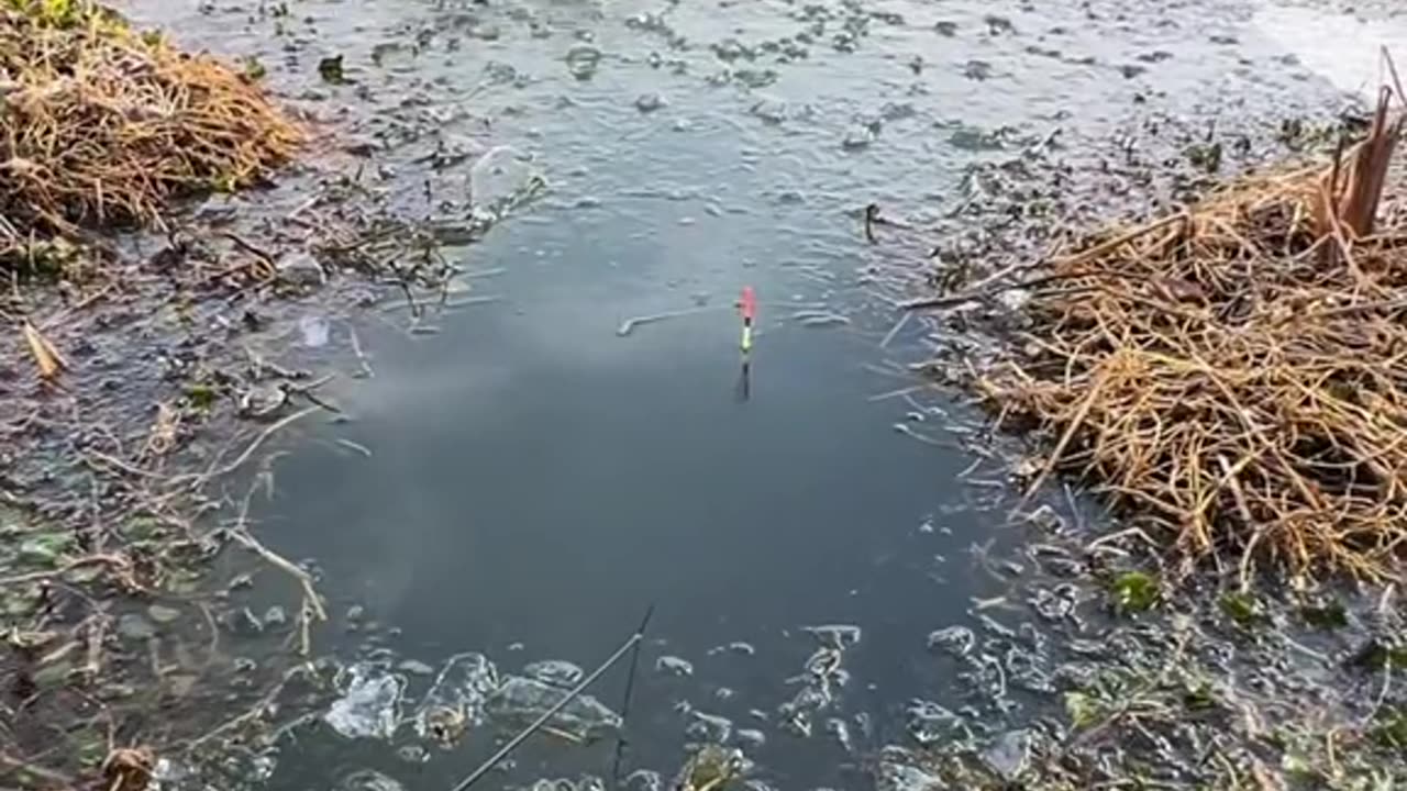 Go fishing