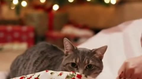 🐱🎁 I Tried Wrapping My Cat Like a Christmas Gift… It Went Hilariously Wrong 😂🎄
