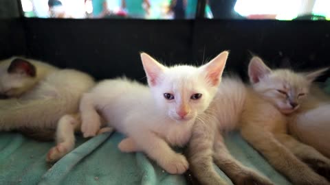 Cute Animal Ep125