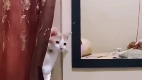 Always becareful, your cat might be a spy