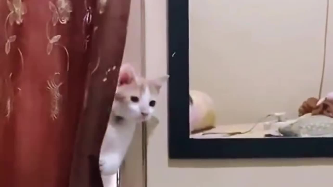 Always becareful, your cat might be a spy