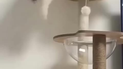 Funny Animal Videos 17
