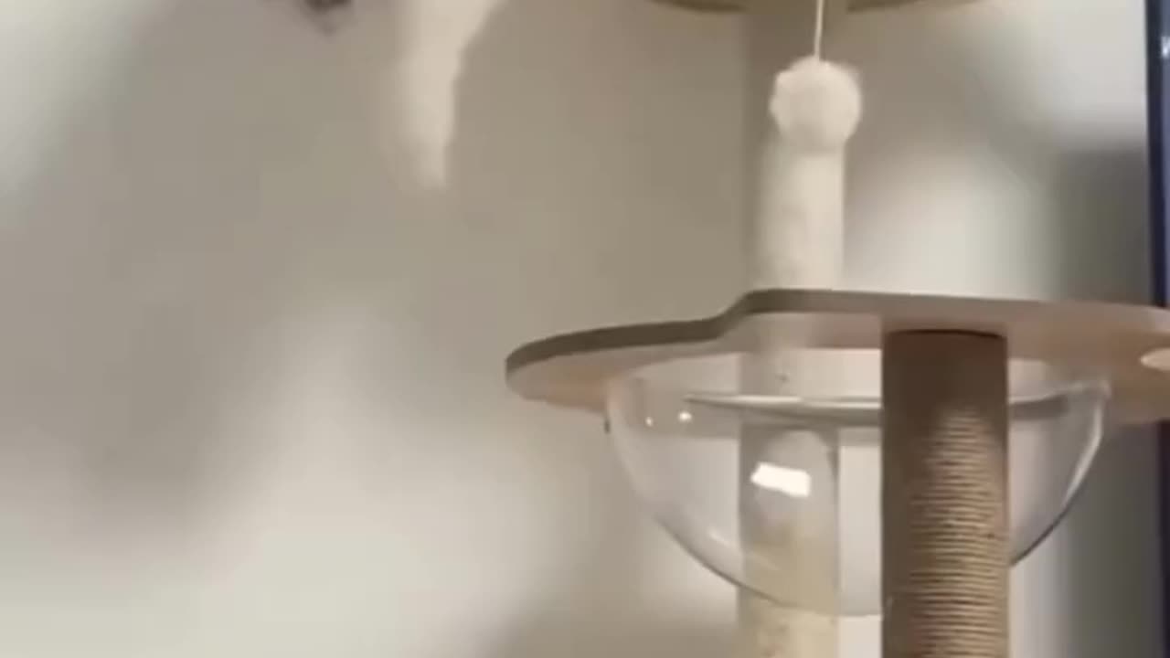 Funny Animal Videos 17