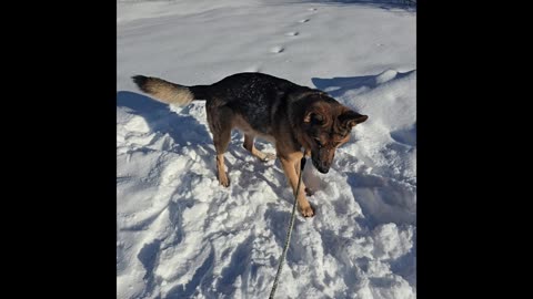 Virgil german shepherd.