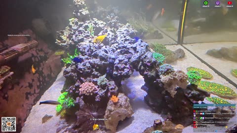 24/7 Real Live Reef Stream