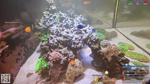 24/7 Real Live Reef Stream