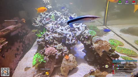 24/7 Real Live Reef Stream