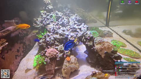24/7 Real Live Reef Stream
