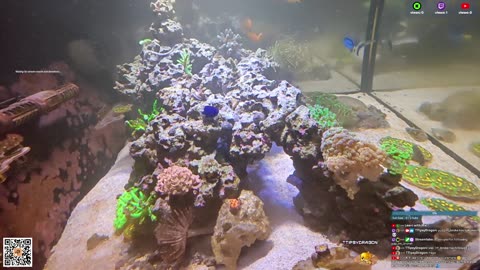 24/7 Real Live Reef Stream