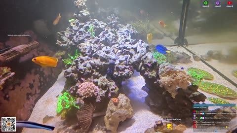 24/7 Real Live Reef Stream