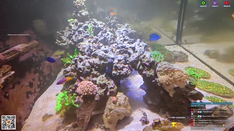 24/7 Real Live Reef Stream