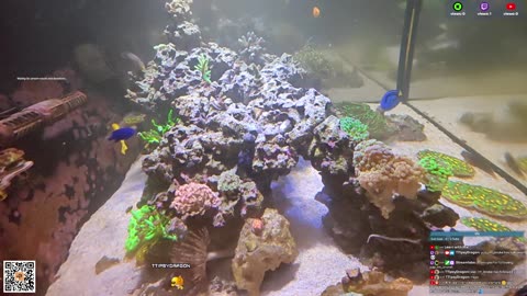 24/7 Real Live Reef Stream