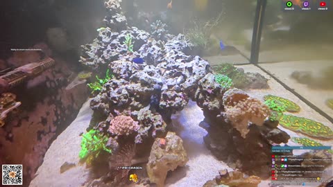 24/7 Real Live Reef Stream