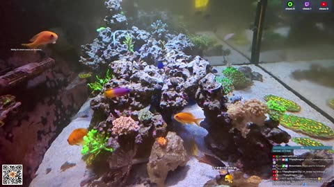 24/7 Real Live Reef Stream