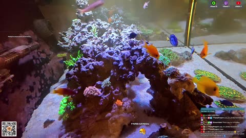 24/7 Real Live Reef Stream