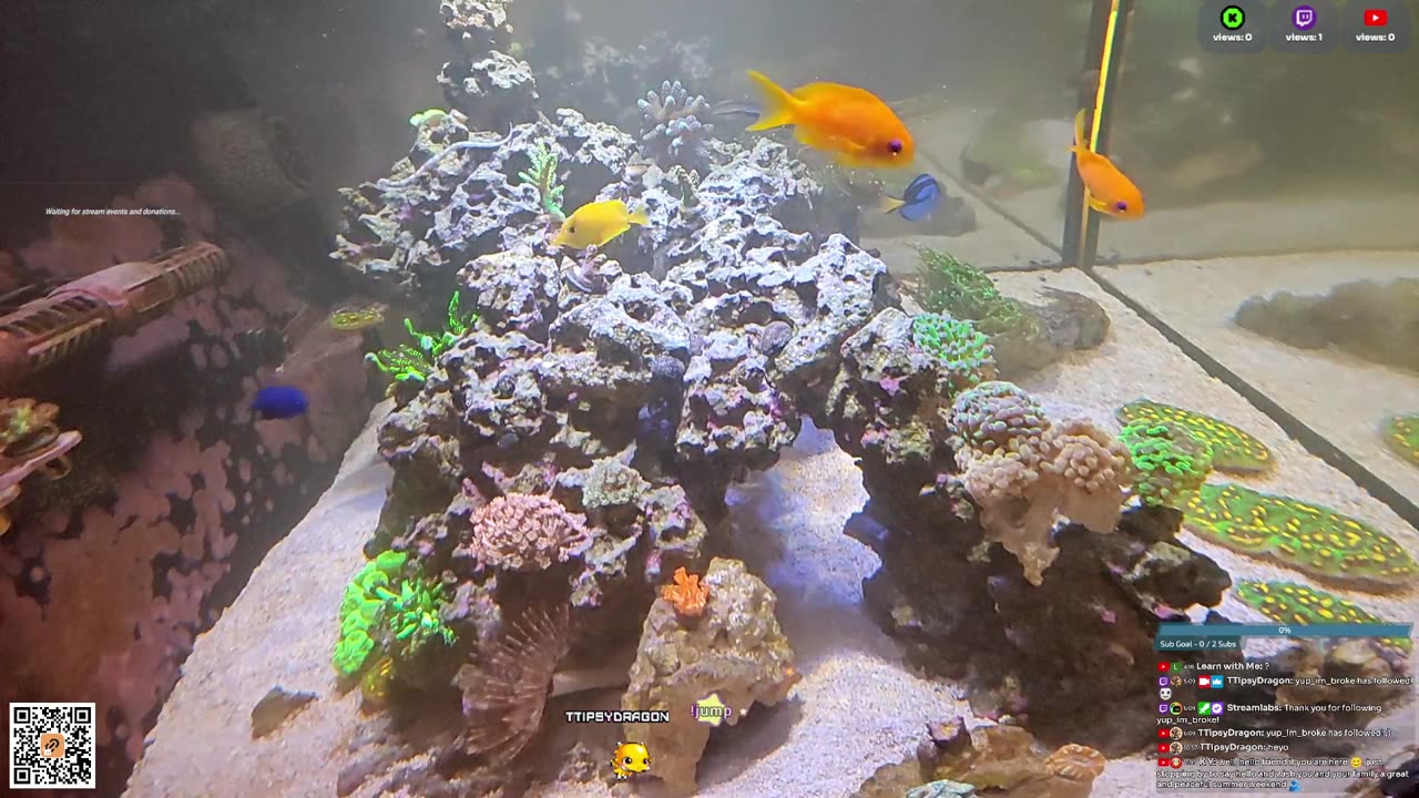 24/7 Real Live Reef Stream