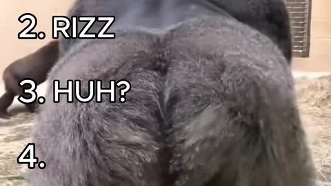 ranking funniest monkey moments
