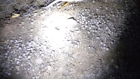Stink beetle sighting