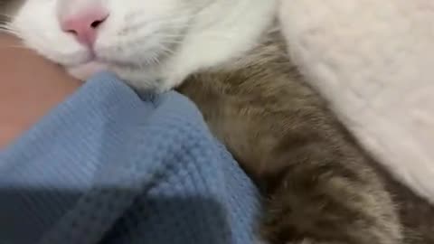 The cat is clingy