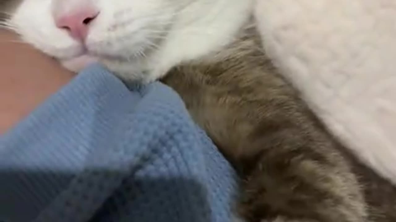 The cat is clingy