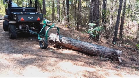 Cold room build part 11: Felling a tree for siding.