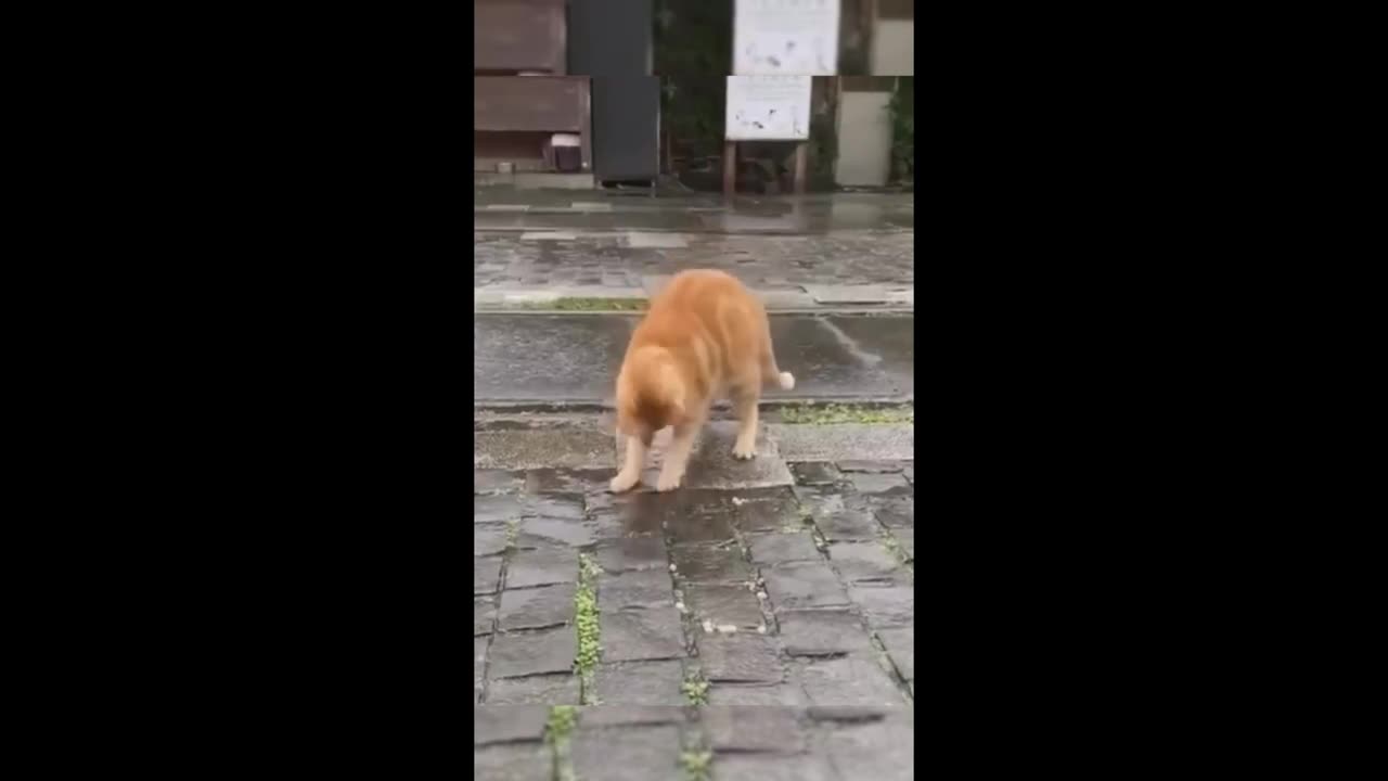 This Naughty Cat Just Can’t Stop Wrecking the House! 🐾😂