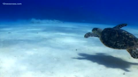 Aquarium helps record-breaking number of cold-stunned sea turtles