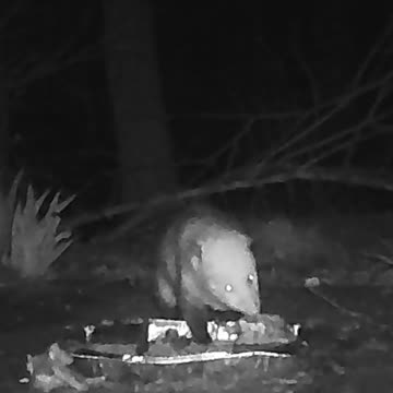 EA S150 - Timid and Hungry