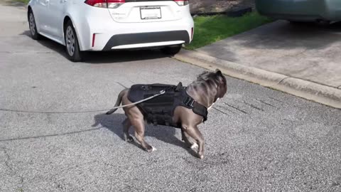 Blue patrols the neighborhood