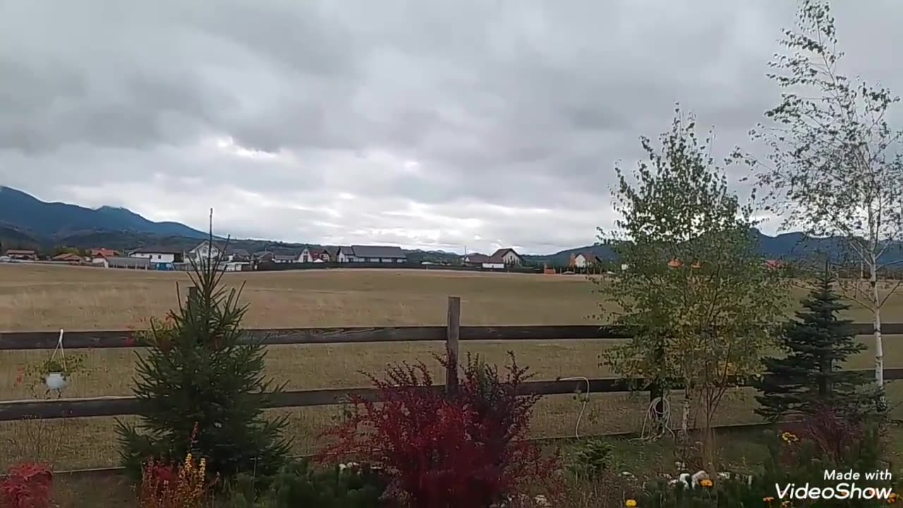 Can mafiot ramificat în Râșnov, Brașov, România