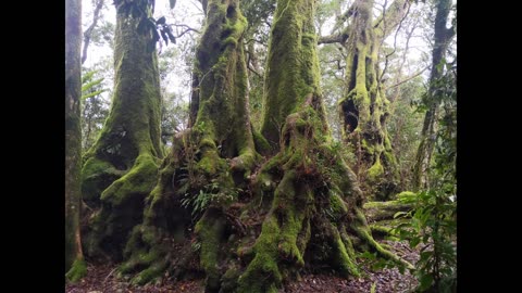 Banks Calculating Carbon Credits | Materialistic Narcissism & Digital ID | Agenda 2030