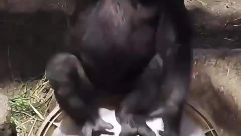 every animals likes dog