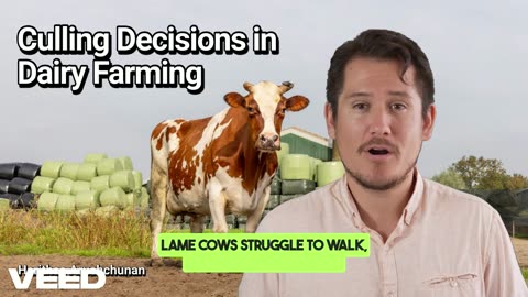 When to Cull a Dairy Cow:Making the Tough Call with Confidence & Care