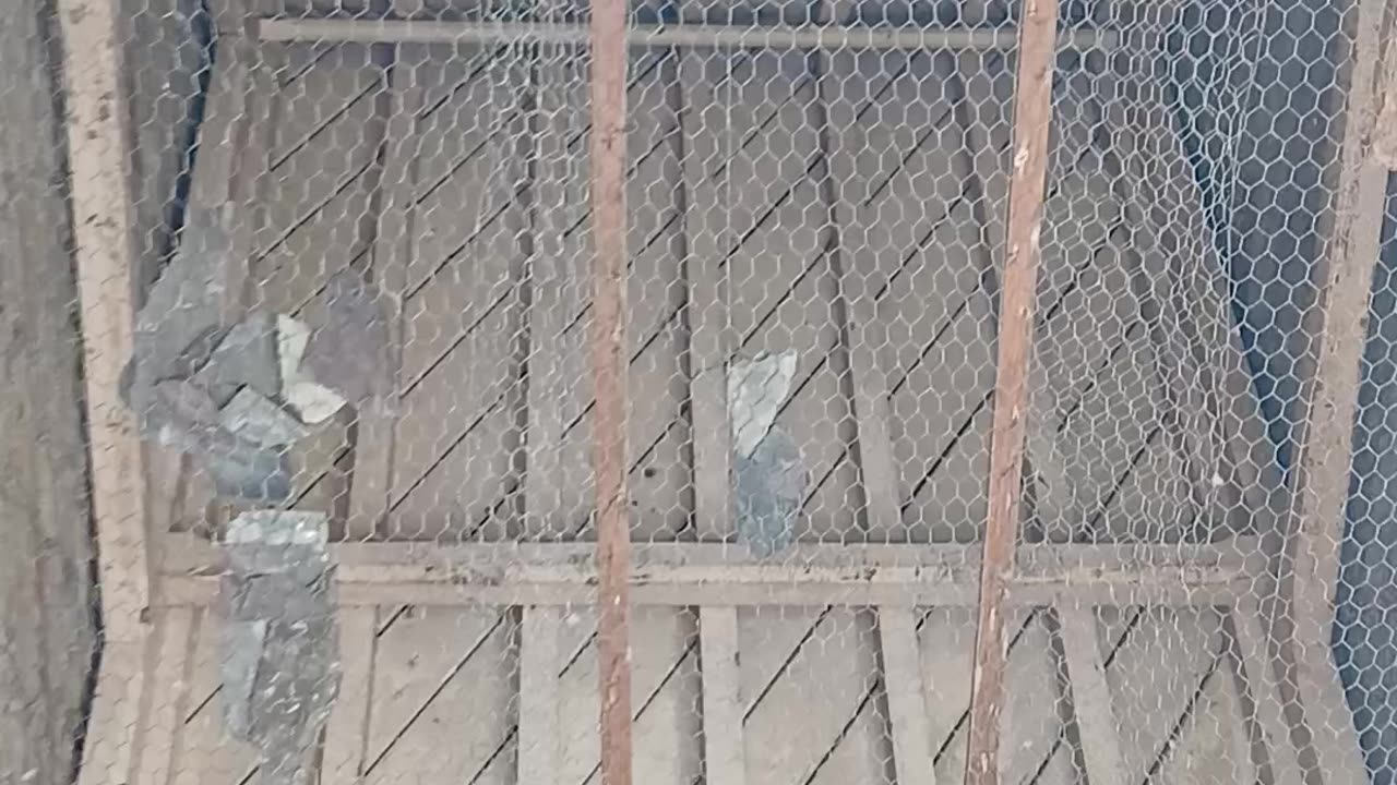 I'm making new bird nests in the roof