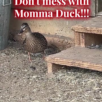 Don't mess with Momma Duck