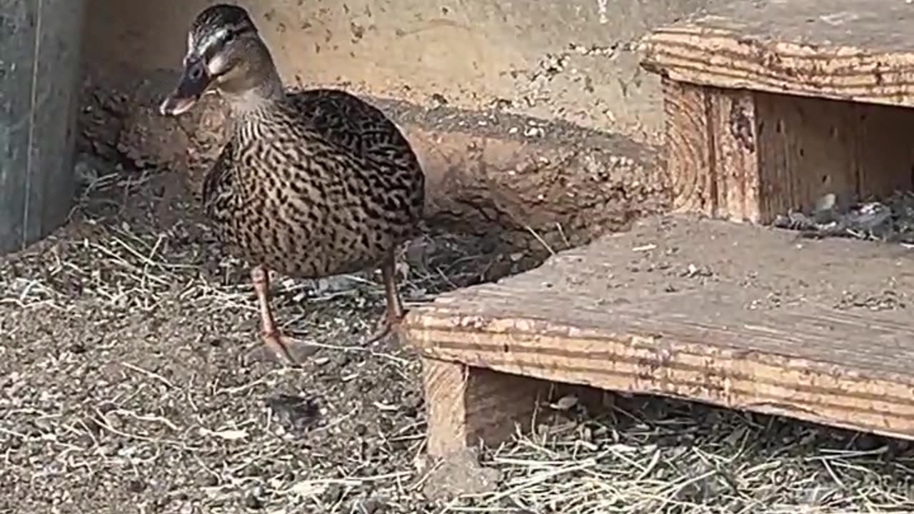 Don't mess with Momma Duck