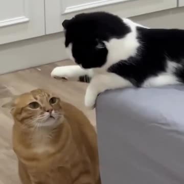 Unwanted advances 🤣