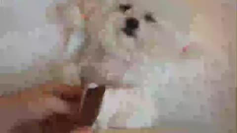 Puppy bath