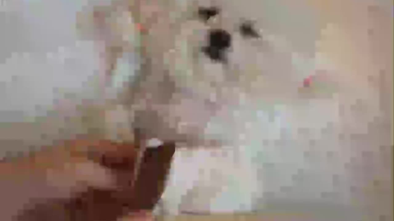 Puppy bath