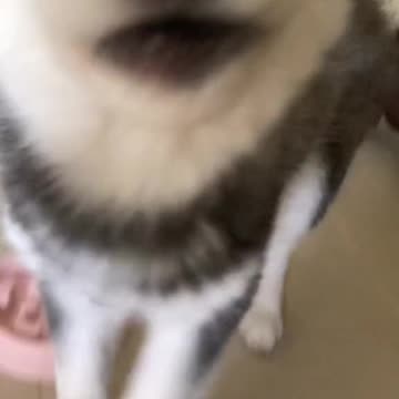 Si bueno, no se le puede pedir mucho a la vida 🤭 #viral #video #dogsoftiktok #perrostiktokers #husky