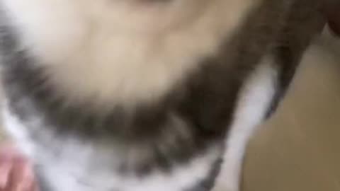 Si bueno, no se le puede pedir mucho a la vida 🤭 #viral #video #dogsoftiktok #perrostiktokers #husky