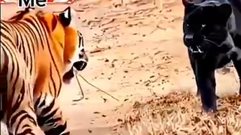 animals