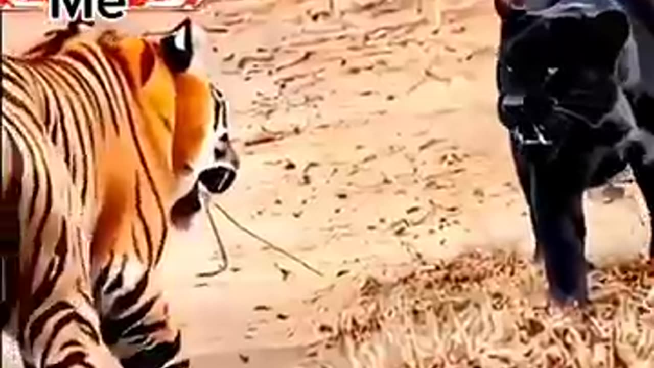 animals